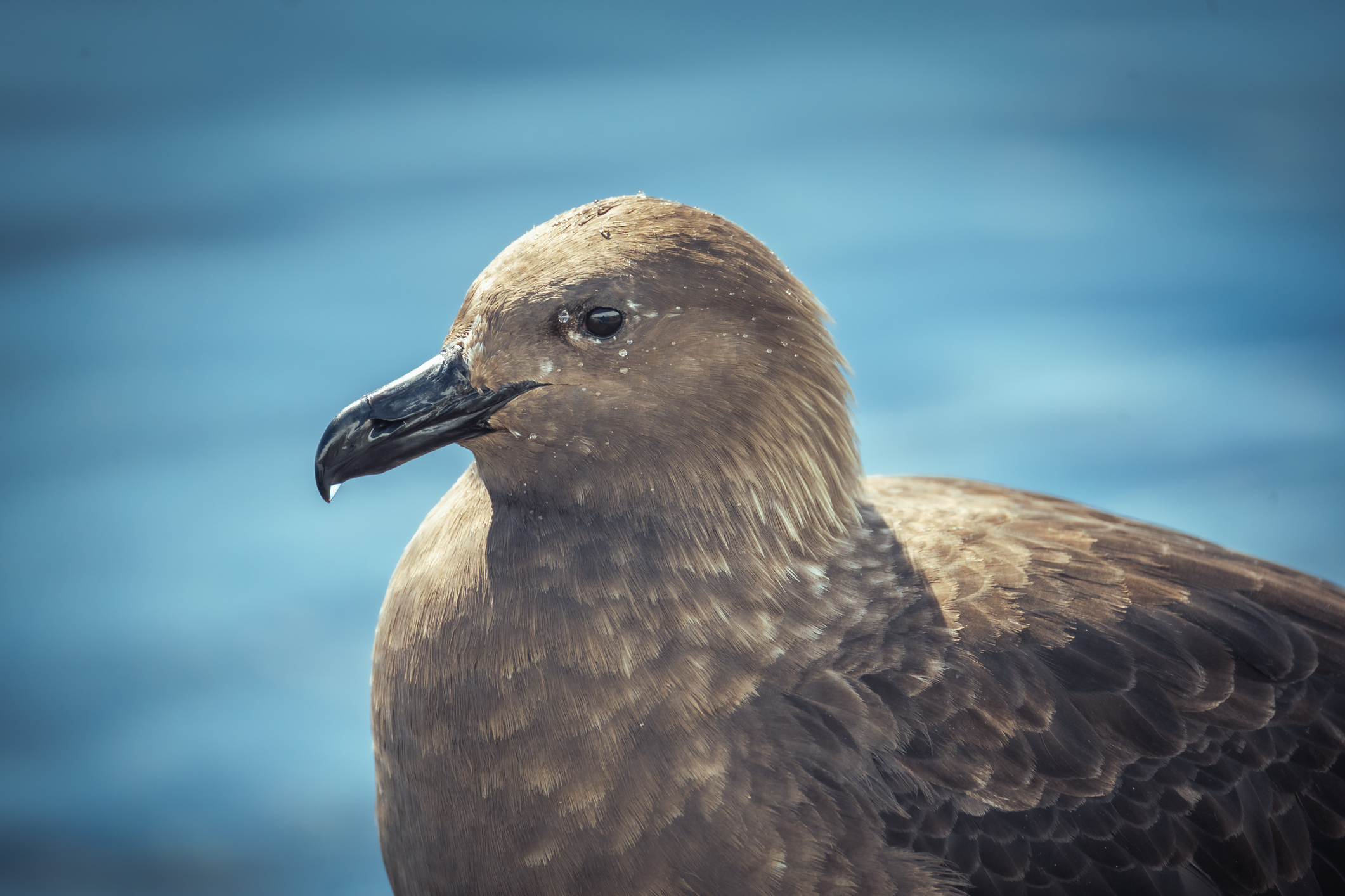 Portrait of South polar skua at Antarctica