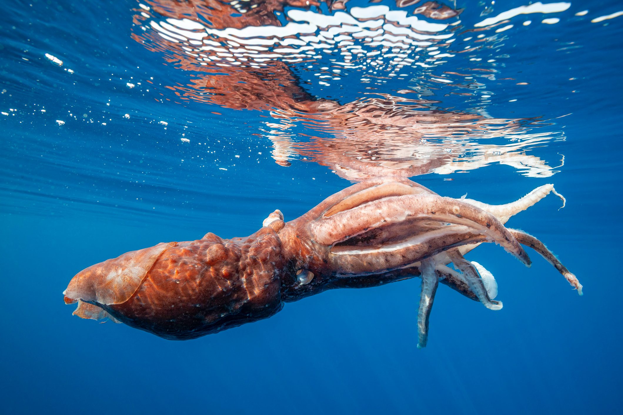 giant squid near the surface
