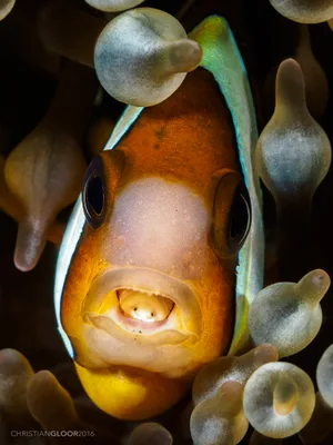 Clark's Anemonefish / Amphiprion clarkii - Cymothoa exigua Cymothoa exigua within the mouth of a Clark’s anemonefish. Getty