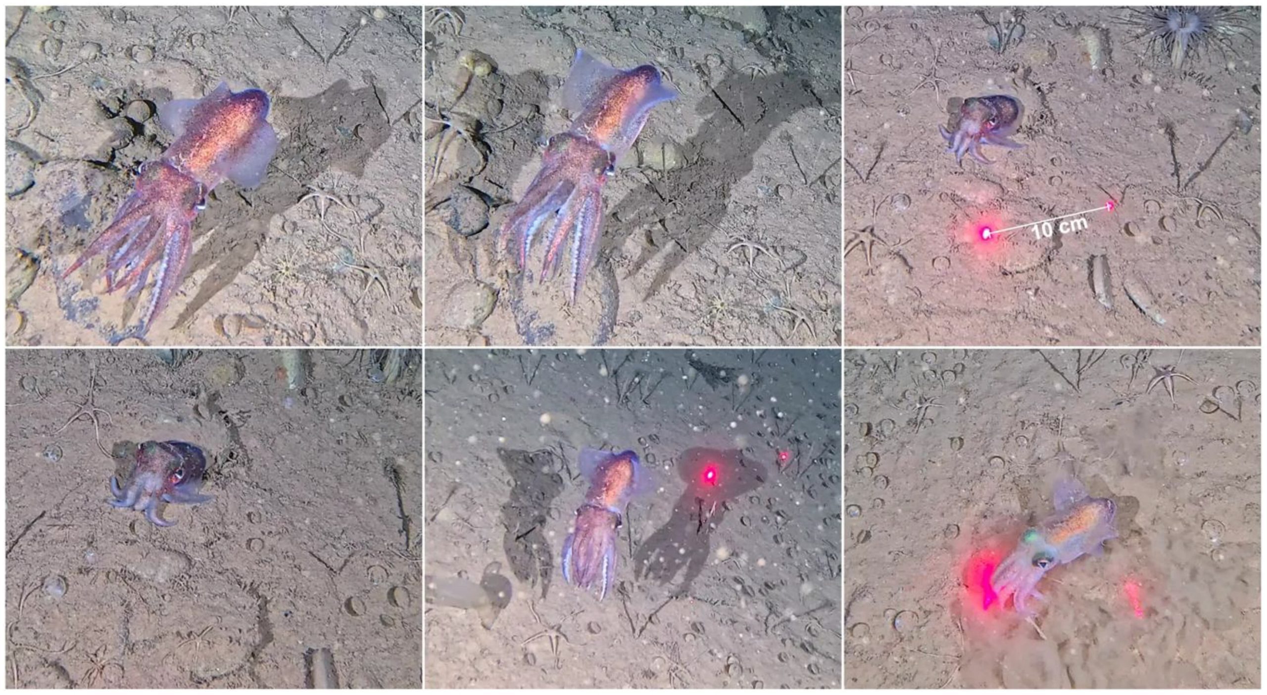 Arctic bobtail squid, Rossia moelleri