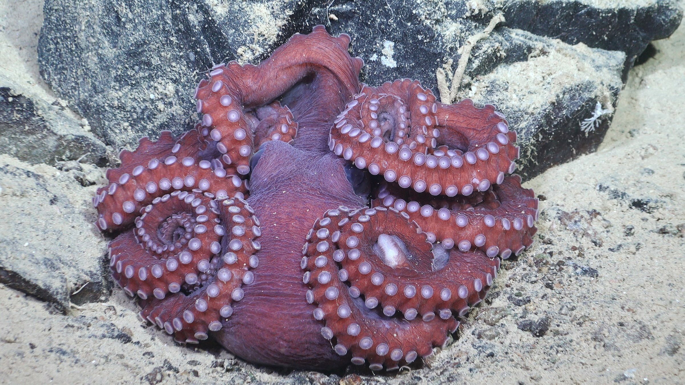 An octopus rests on the seafloor