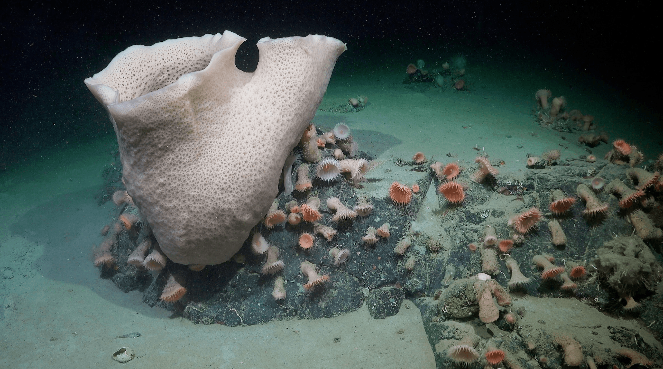 Sponge anemone