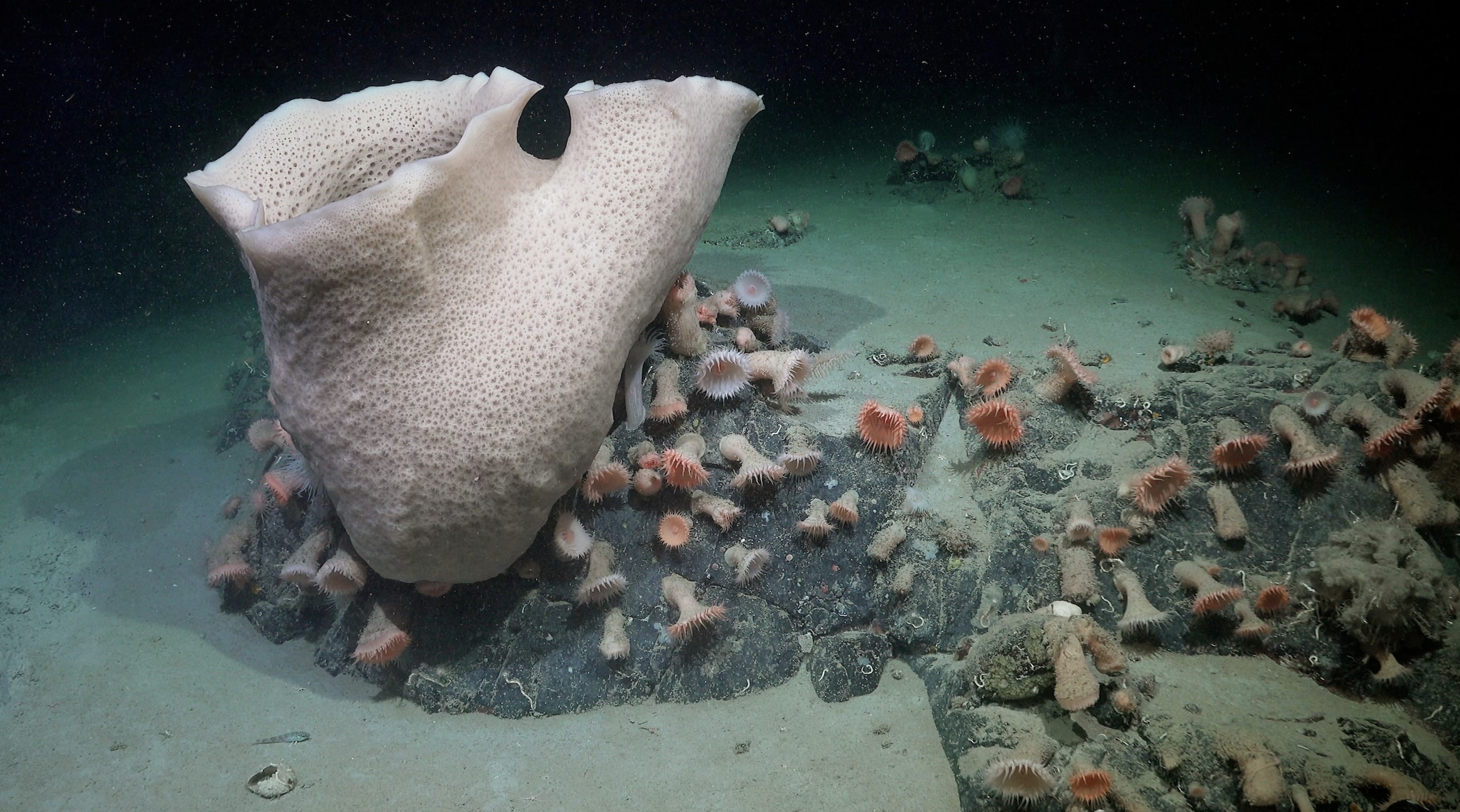 Sponge anemone