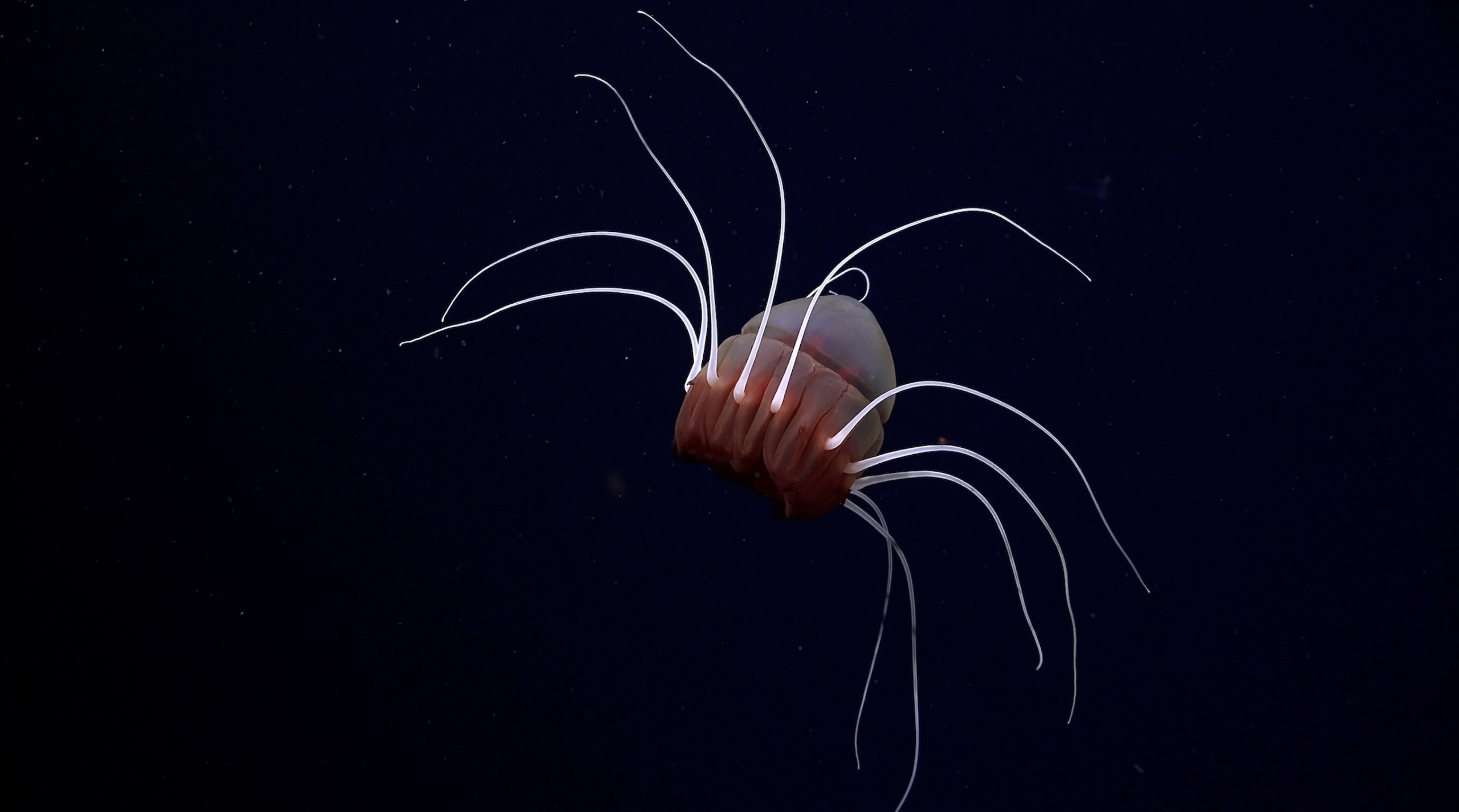 Periphylla predation