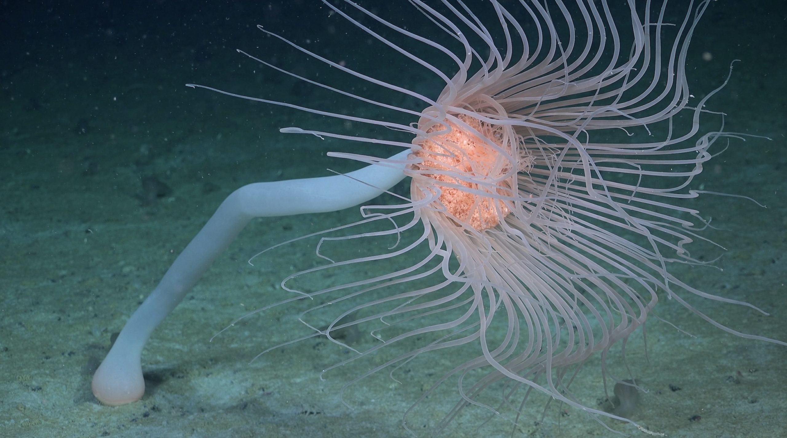 Solitary hydroid