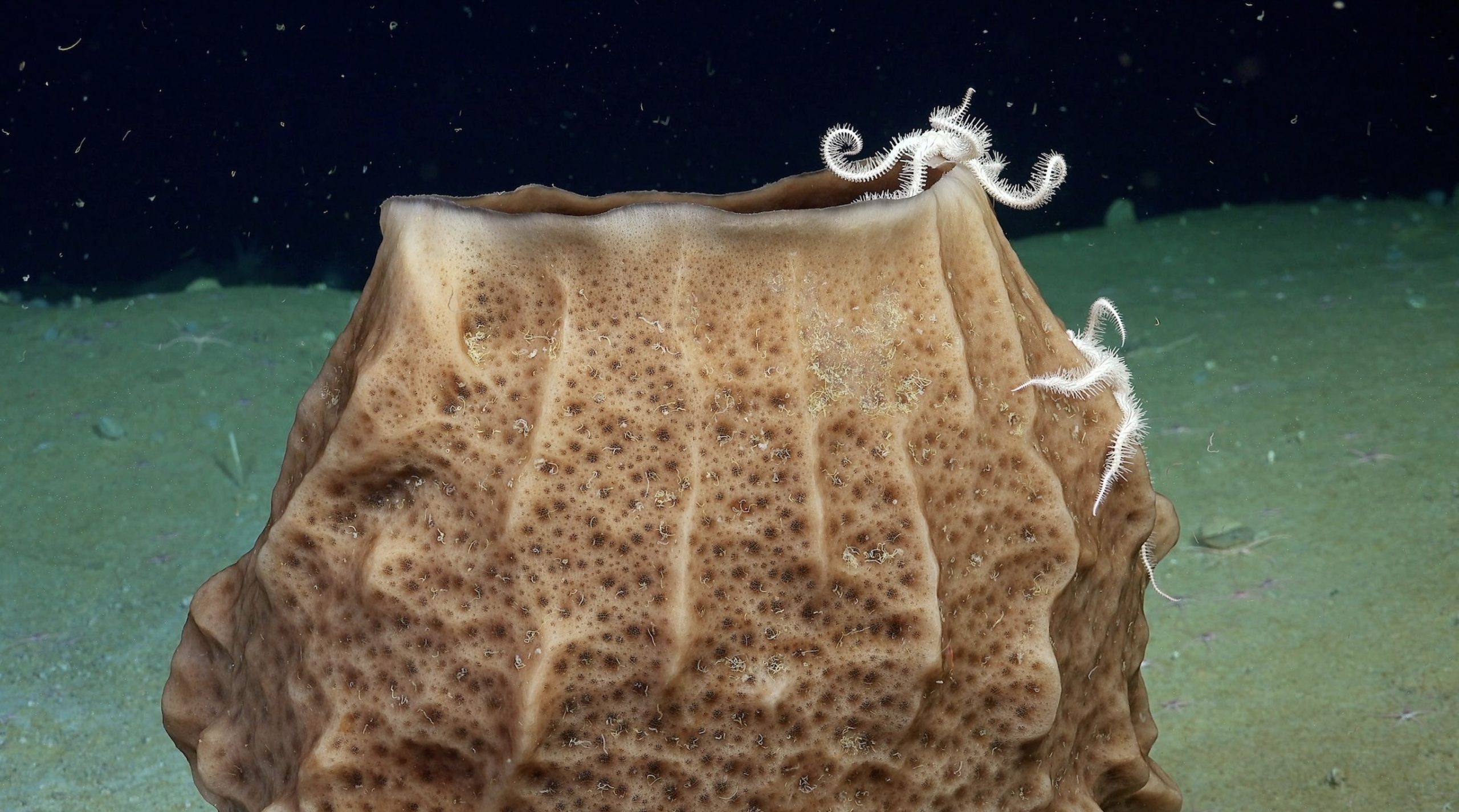 Sponge and brittle stars