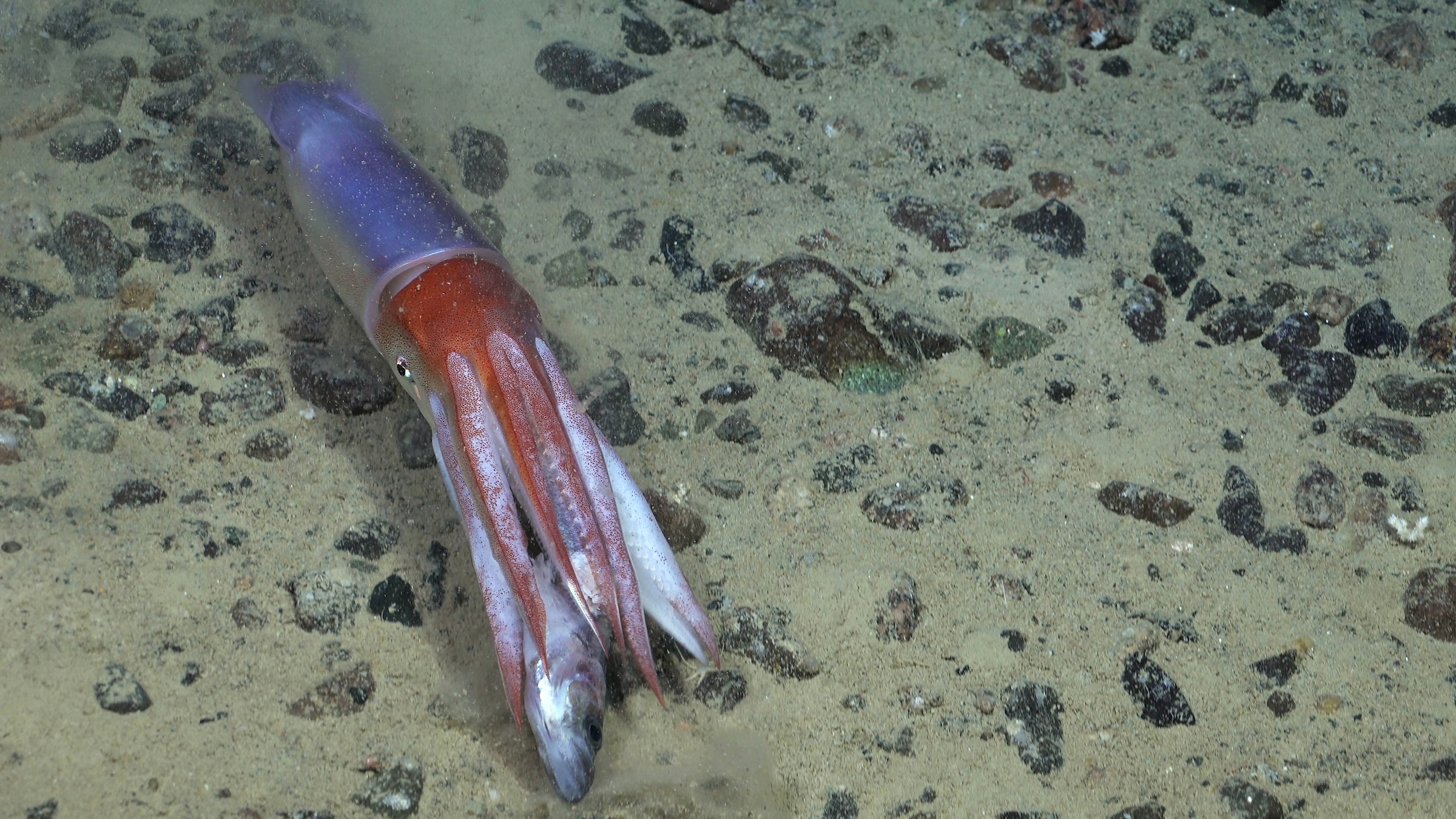 A squid in the process of consuming a fish