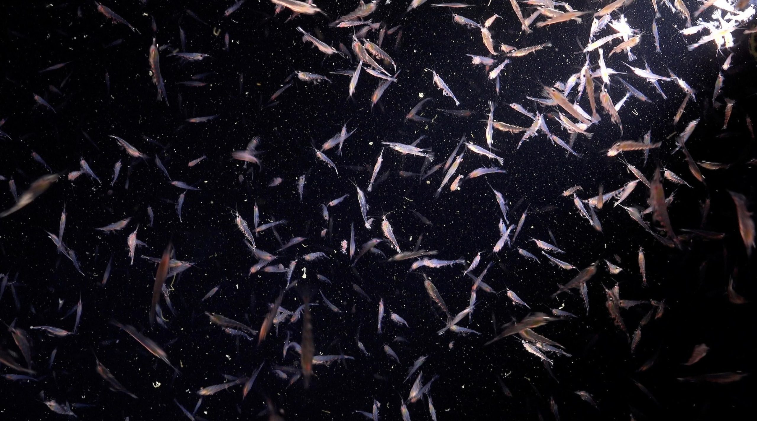 Krill