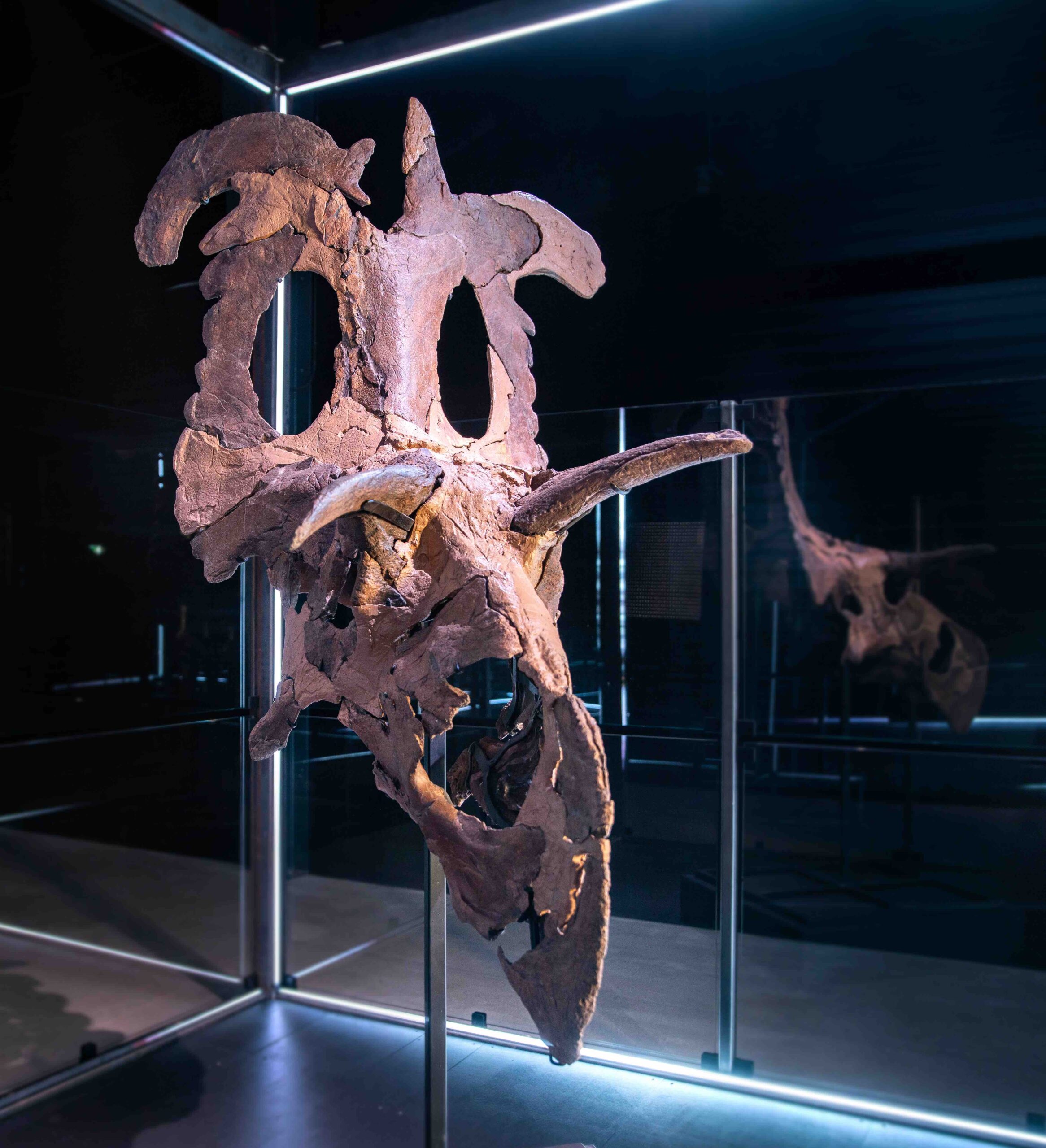 Lokiceratops at Museum of Evolution