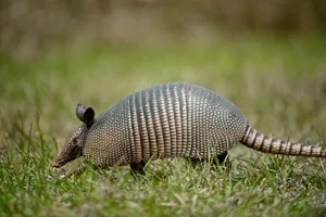 Are there any bulletproof animalsanimals Armadillo, with its 'bulletproof-armour'
