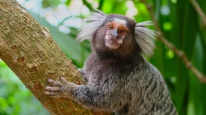 Can colour blindness in animals be beneficial? Can colour blindness in animals be beneficial?