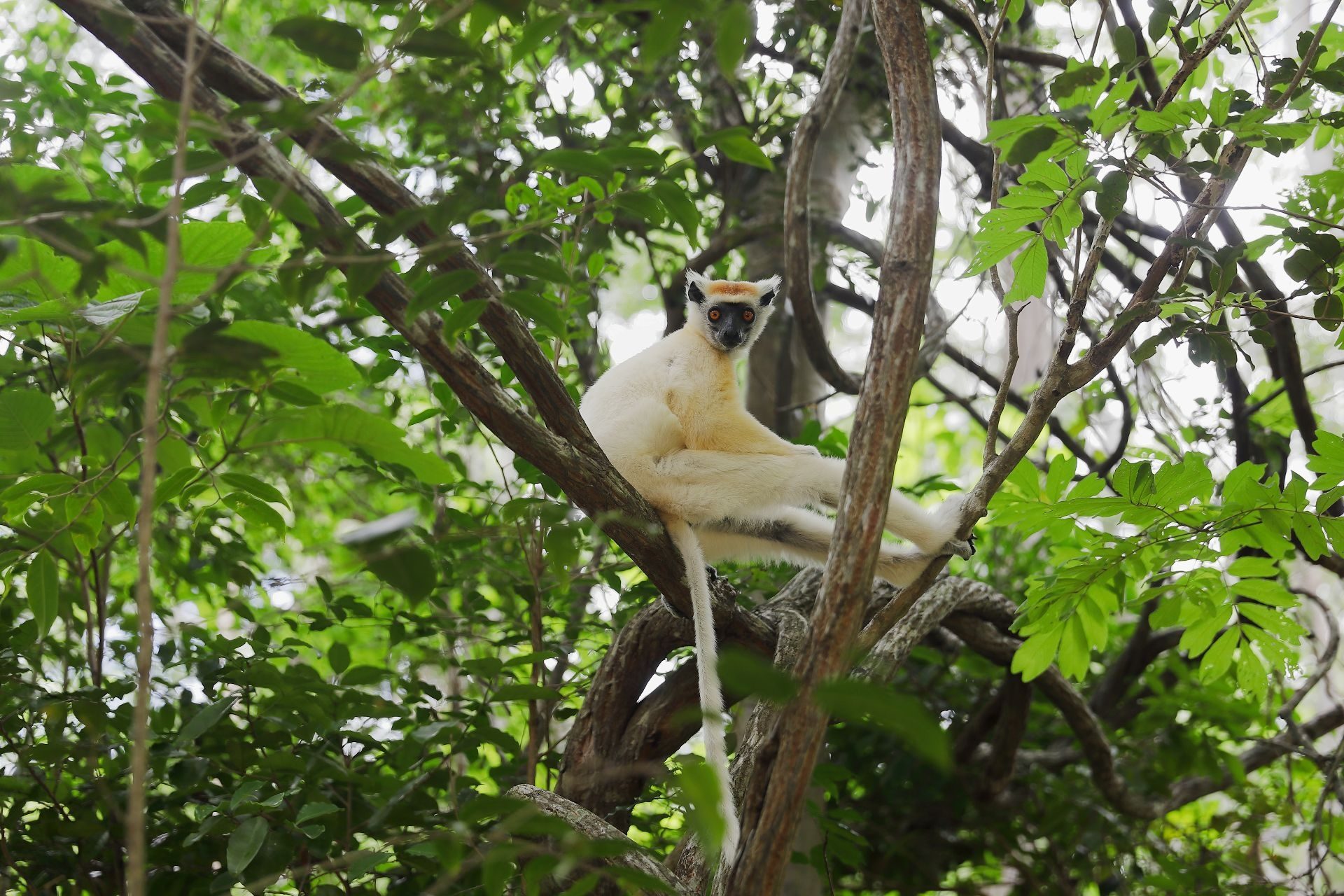 Golden-crowned sifaka (Propithecus tattersalli)