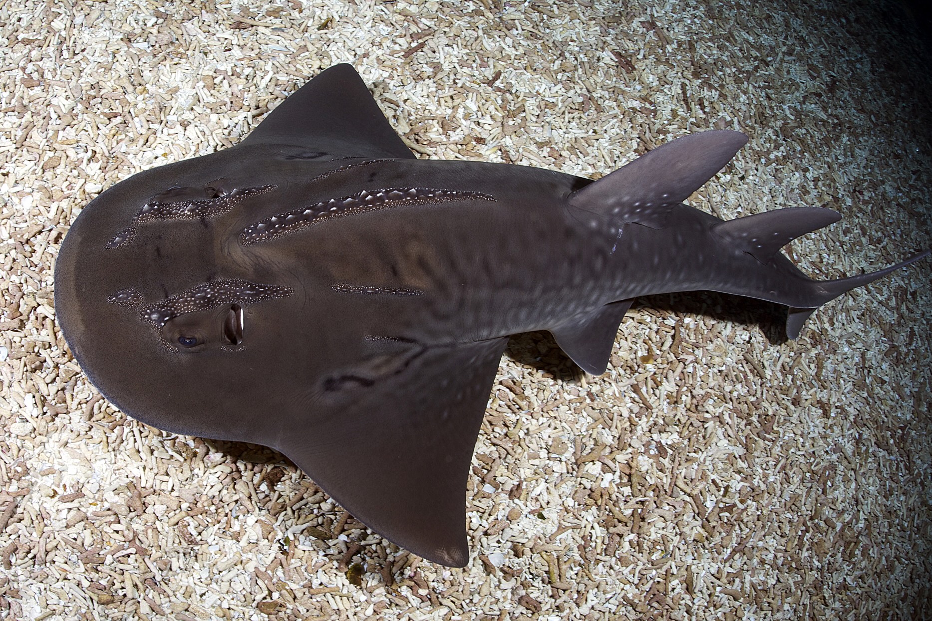 Bowmouth guitarfish (Rhina ancylostomus)