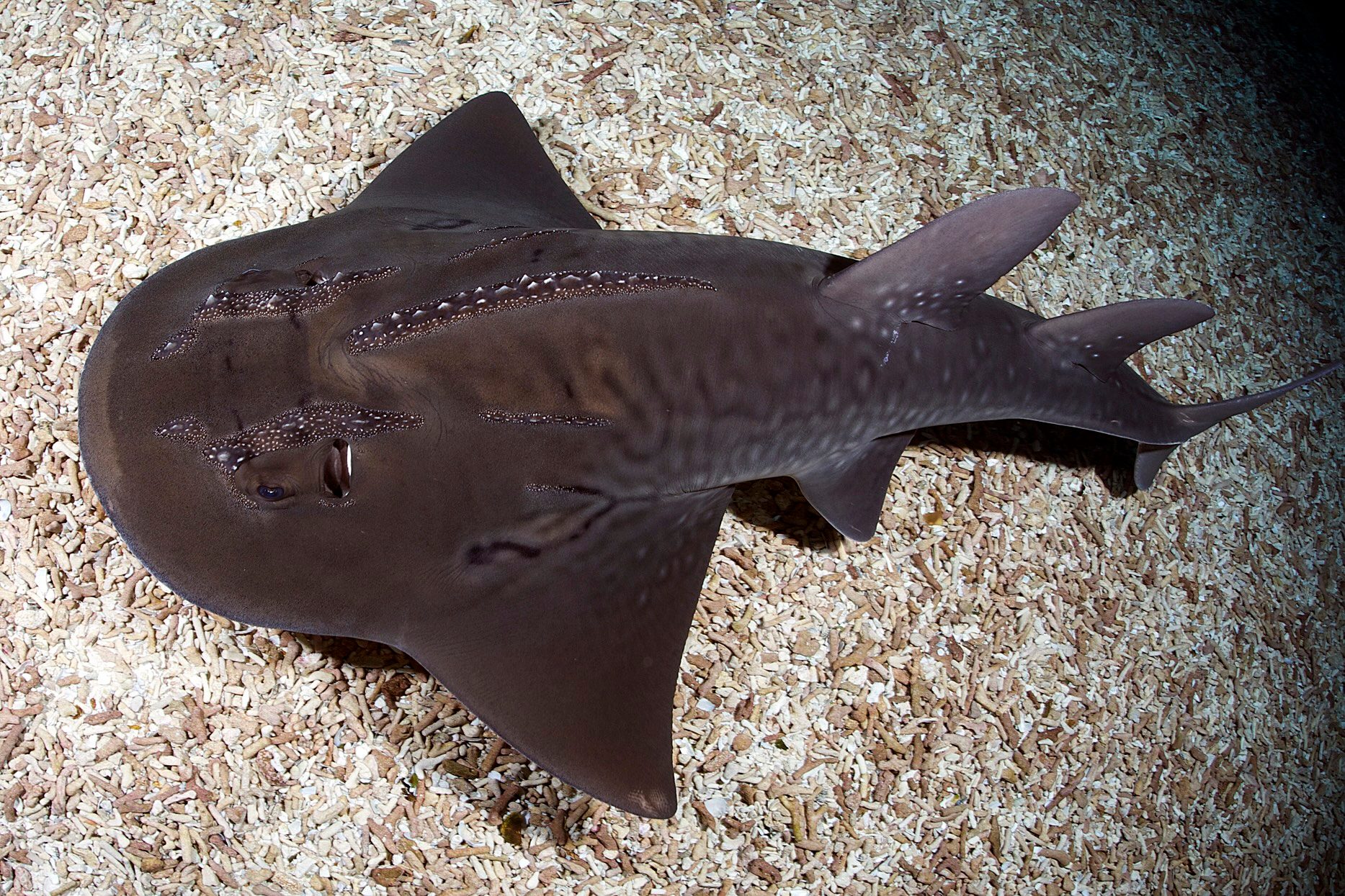 Bowmouth guitarfish (Rhina ancylostomus)