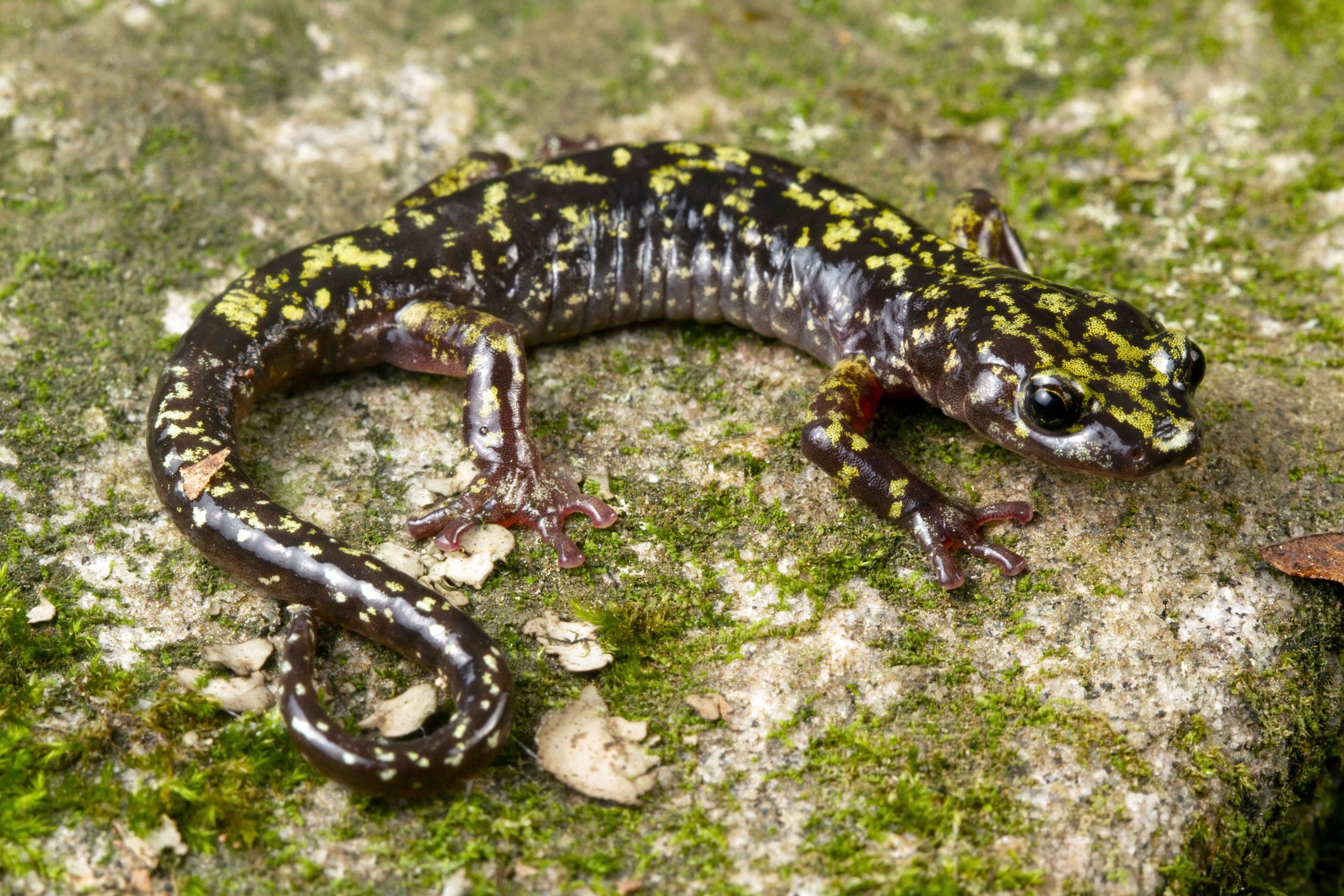 Hickory Nut Gorge green salamander