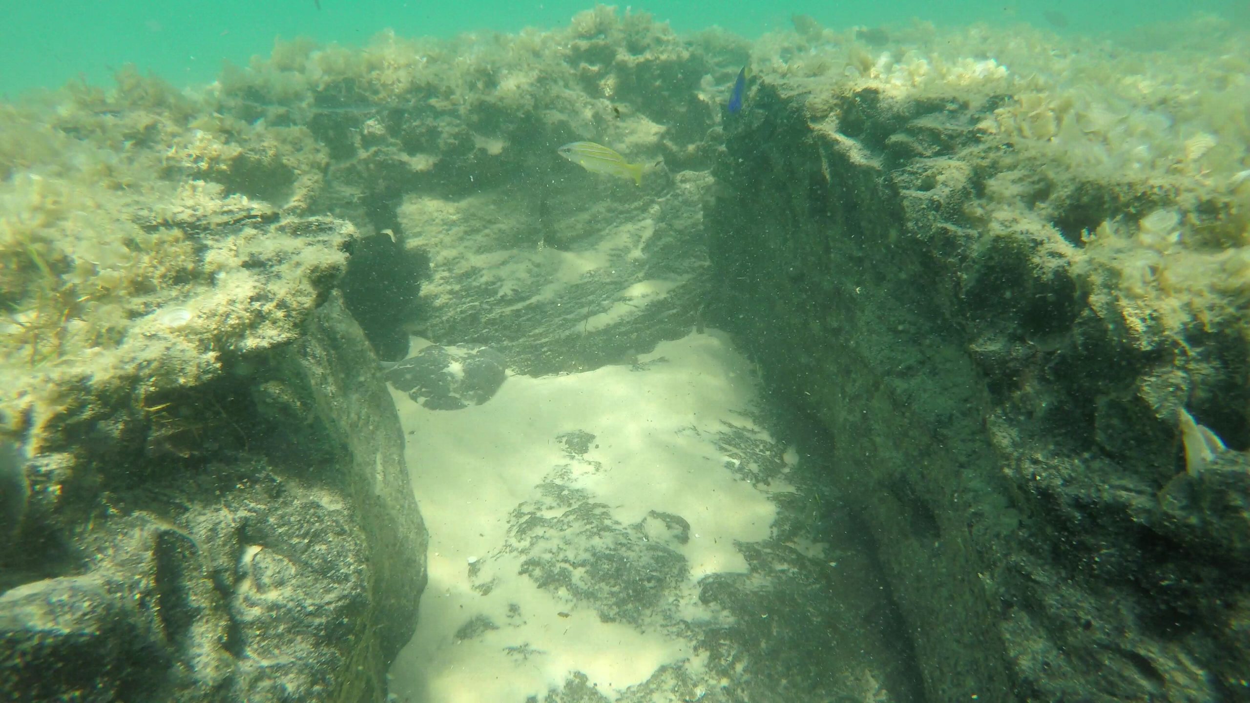 Bluebanded snapper on peat reef