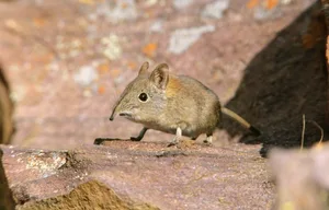 Elephant-shrew_Heinrich-van-den-Berg_Getty-Marakele-National-Park-SA_623-05d4caf