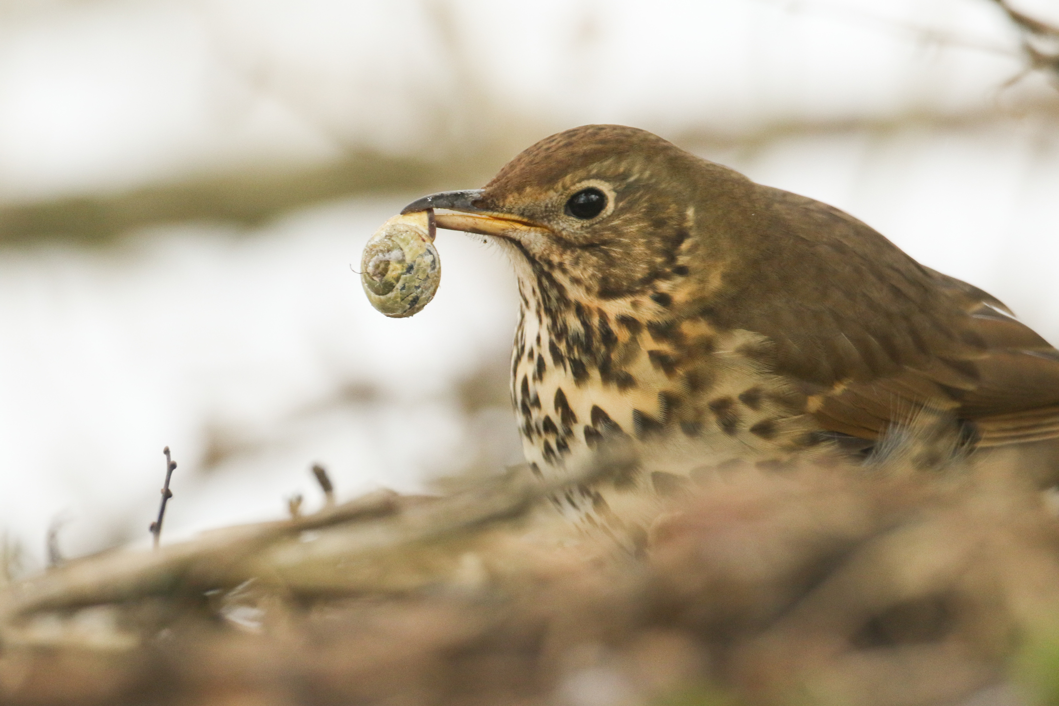 A song thrush with a snail in its beak. @ Sandra Standbridge/Getty A song thrush with a snail in its beak. @ Sandra Standbridge/Getty