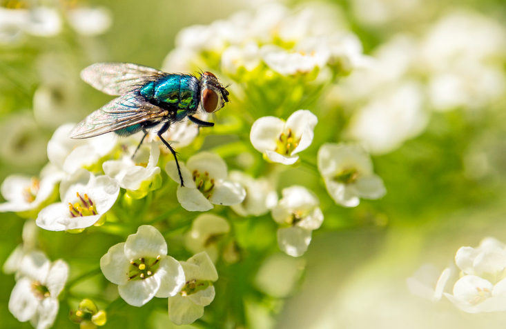 Bluebottle flies are pollinators, not simply a nuisance. @ Edvard - Badri Storman/Getty Bluebottle flies are pollinators, not simply a nuisance. @ Edvard - Badri Storman/Getty