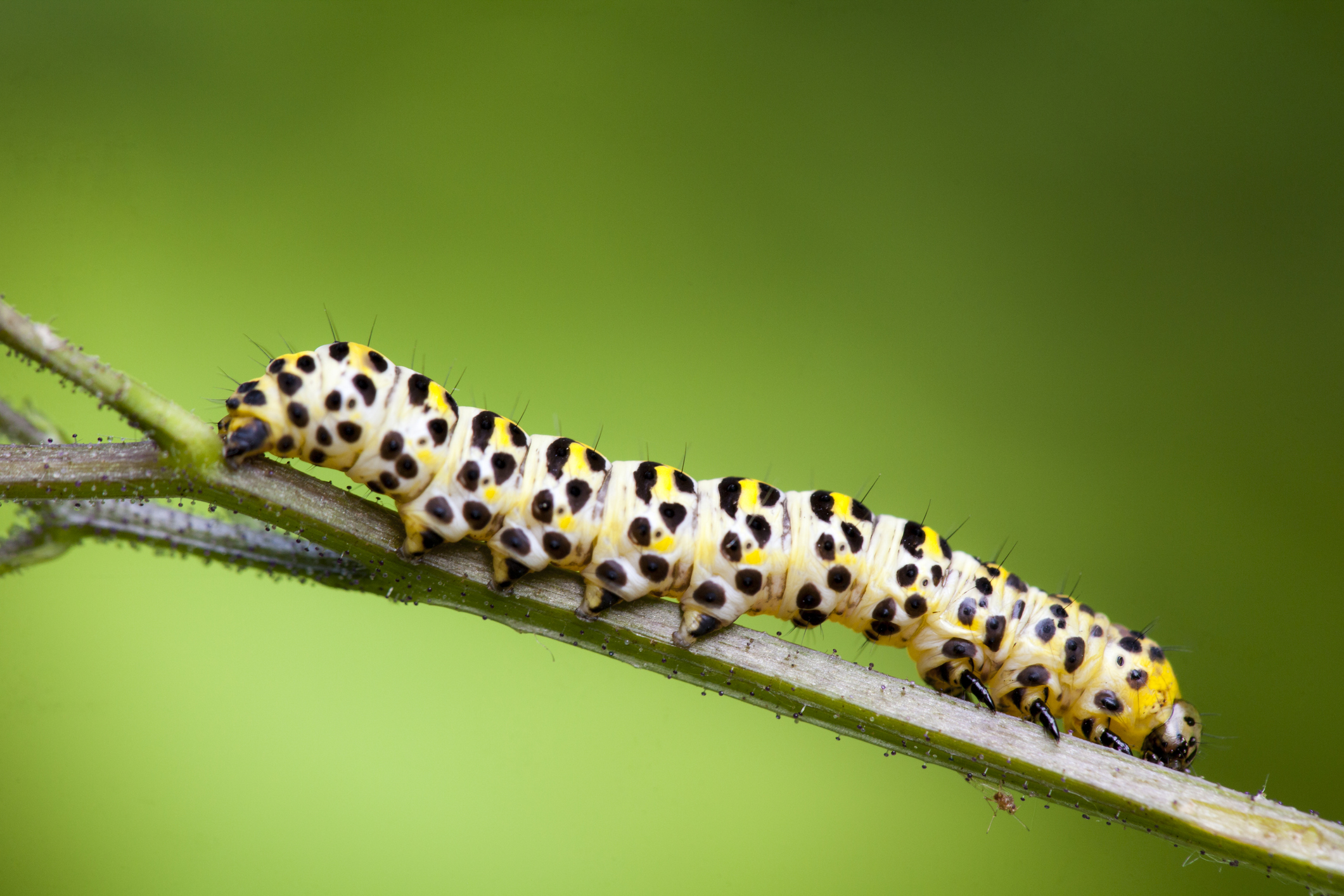 A mullein moth caterpillar @ Santiago Urquijo/Getty