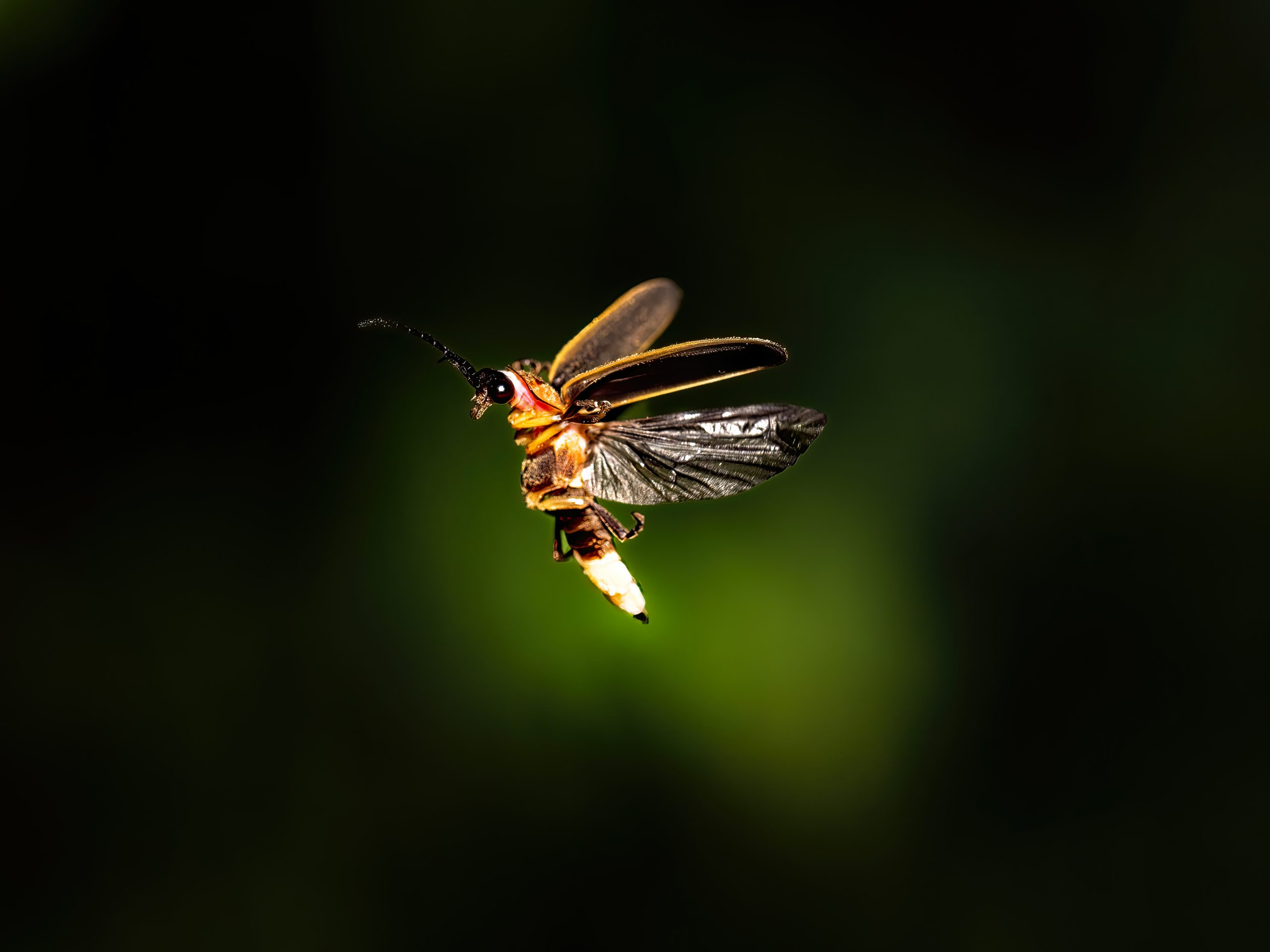 Glowing firefly