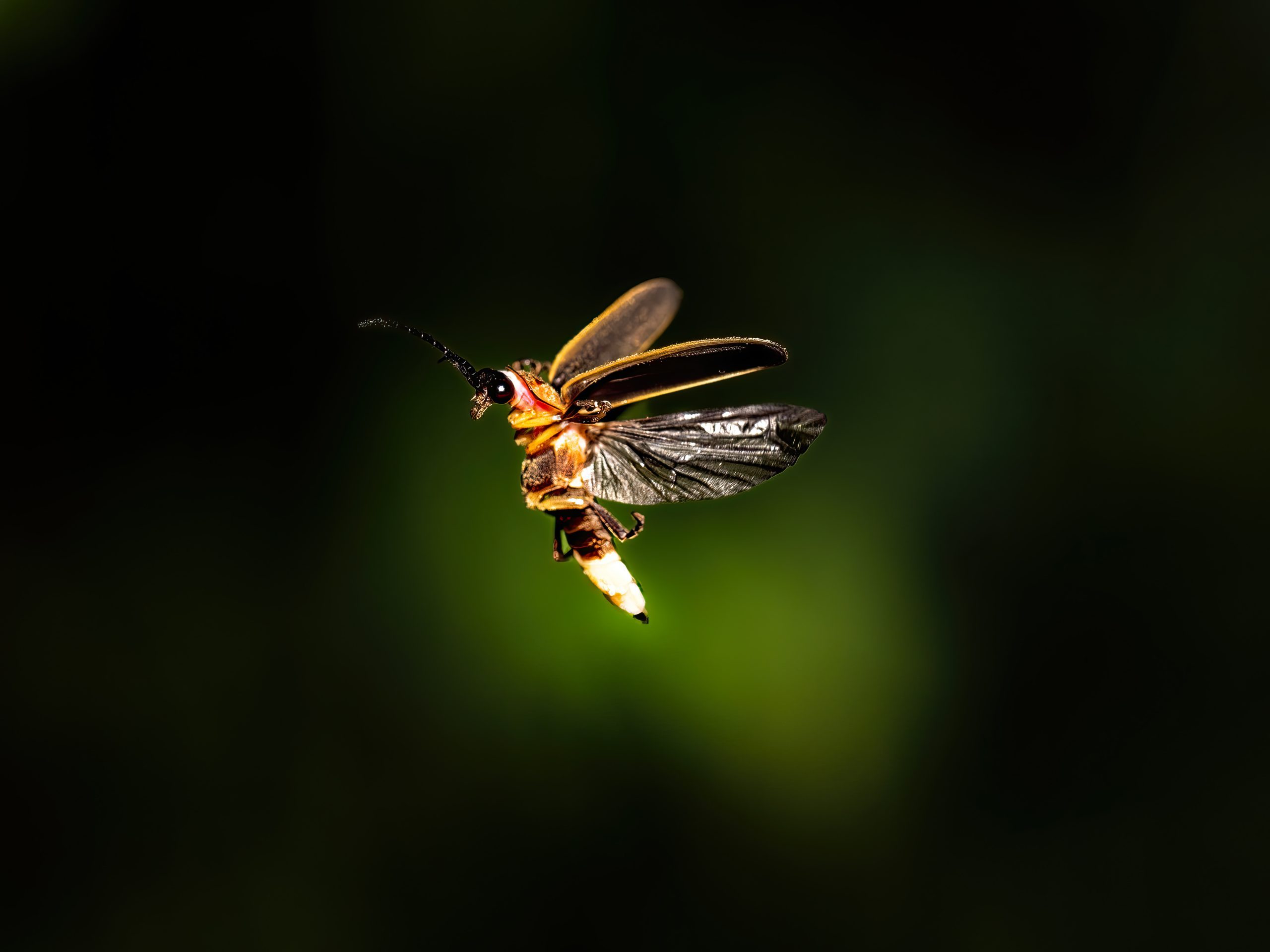 Glowing firefly