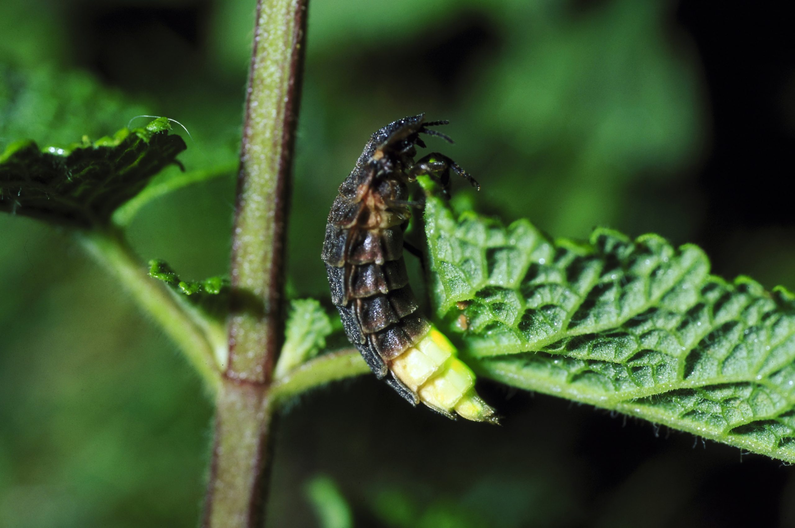 Glow-worm Lampyris Noctiluca female glowing at night on Skomer Island reserve, uk