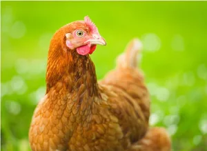 iStock_000055737312_Medium_623_George-Clerk-9c8b7d5 S+ S+ Close-up of an organically raised, free range hen, with defocussed meadow grass in the background.