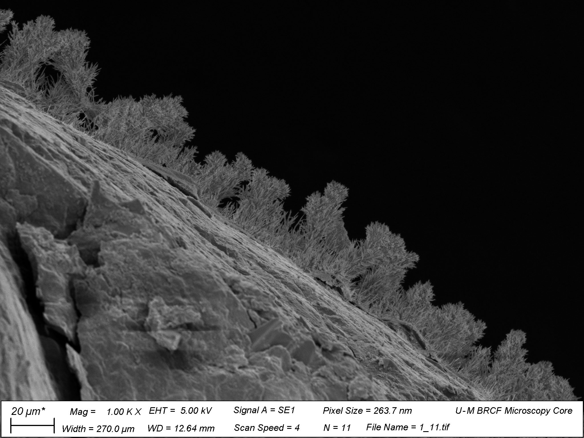 Deep subsurface fungi
