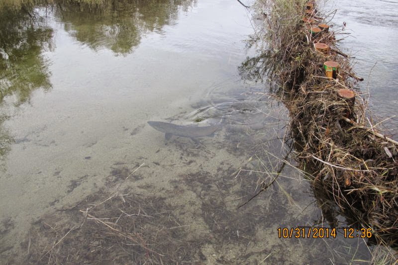 Chinook salmon passing an artificial beaver dam