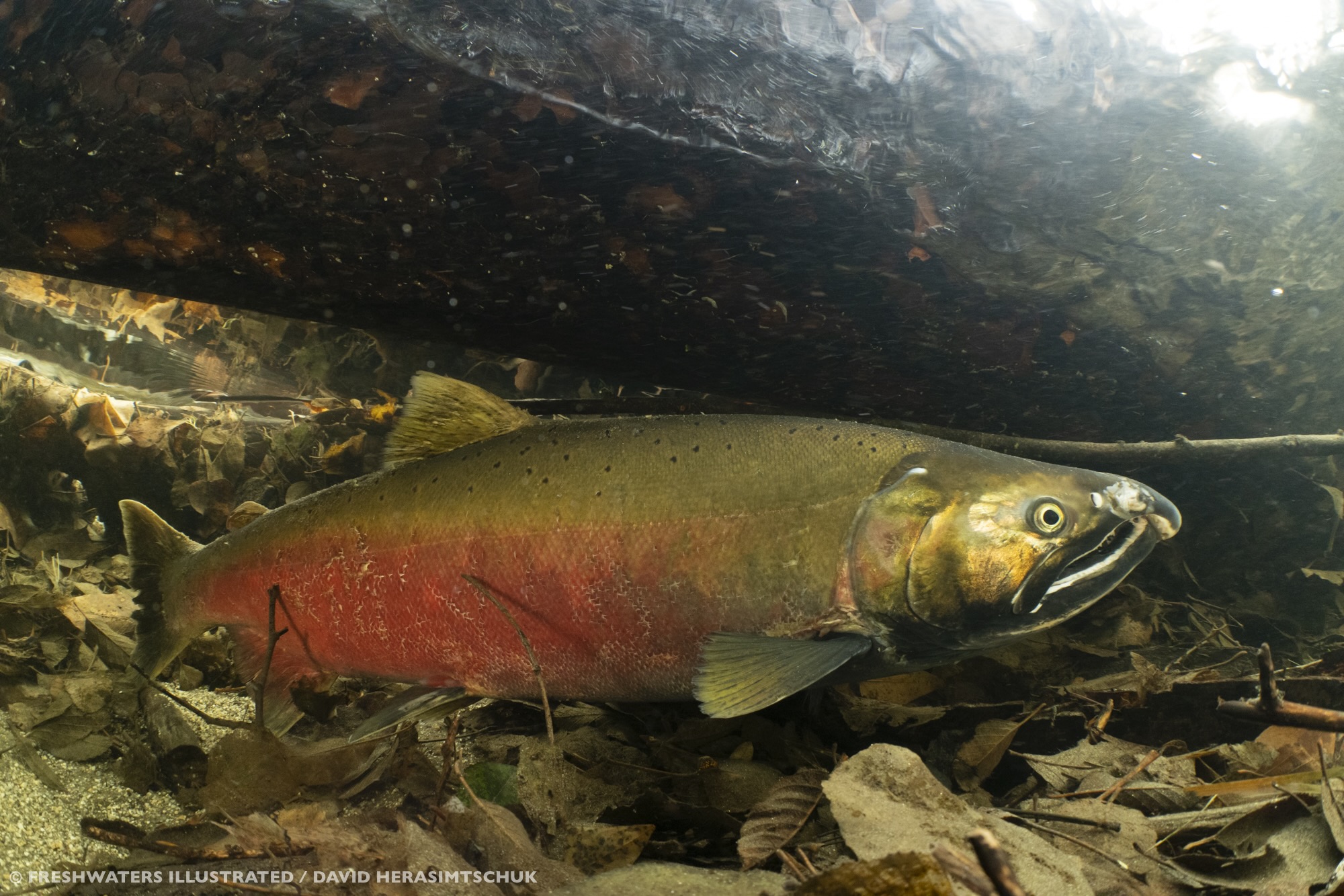 Coho salmon in French Creek