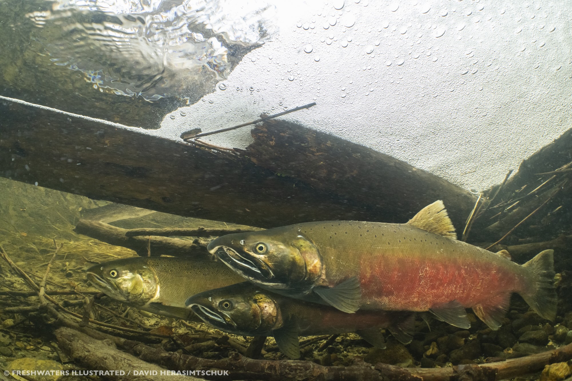 Coho salmon, French Creek