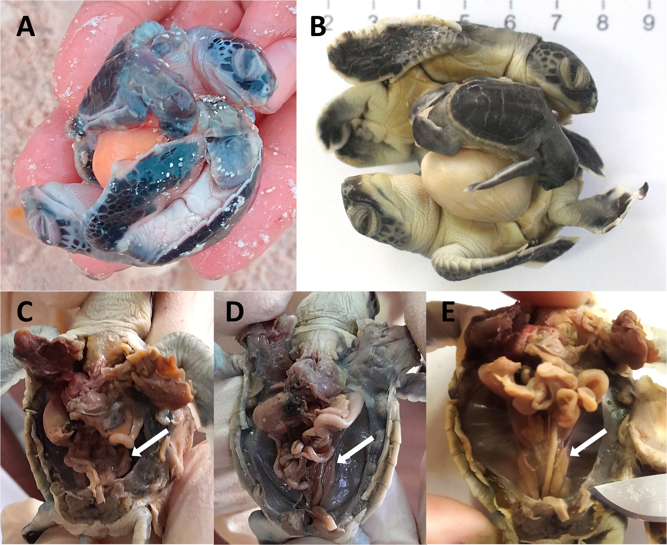 Sea turtle triplet embryos