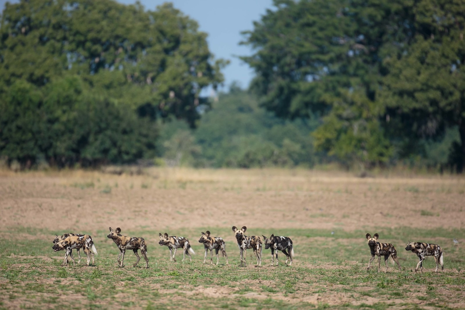 African wild dogs