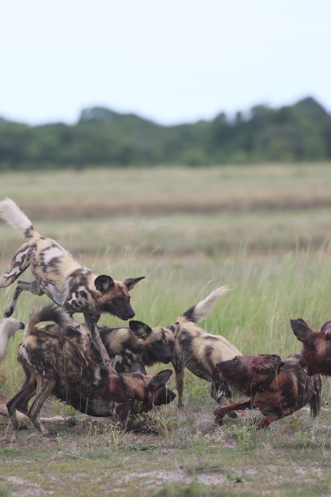 African wild dogs