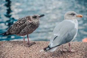 Why are some young birds bigger than their parents? Why are some young birds bigger than their parents?