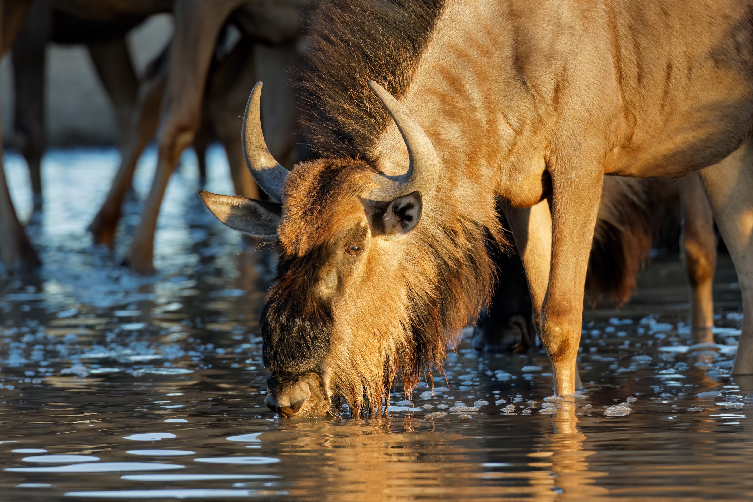 Blue wildebeest drinking at the river on the great migration
