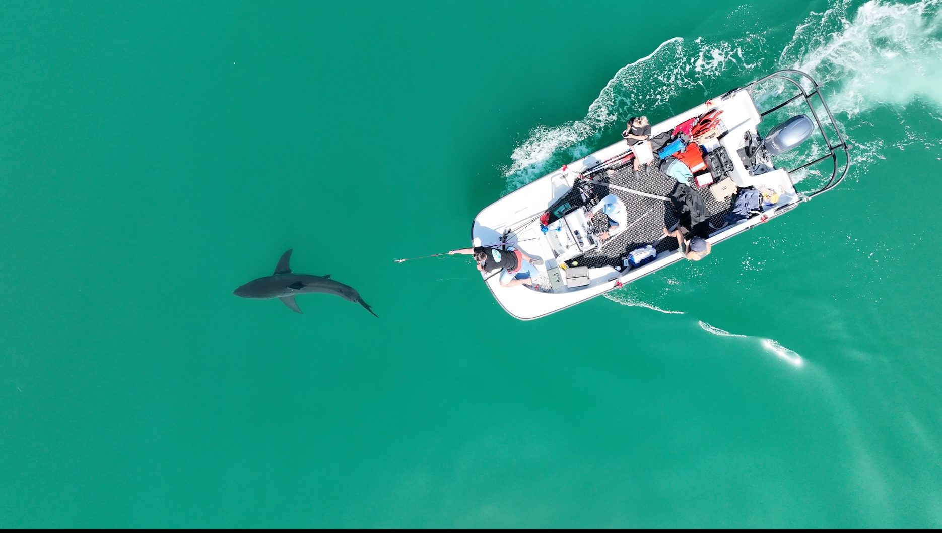 Storm drives partial nursery evacuation by juvenile white sharks