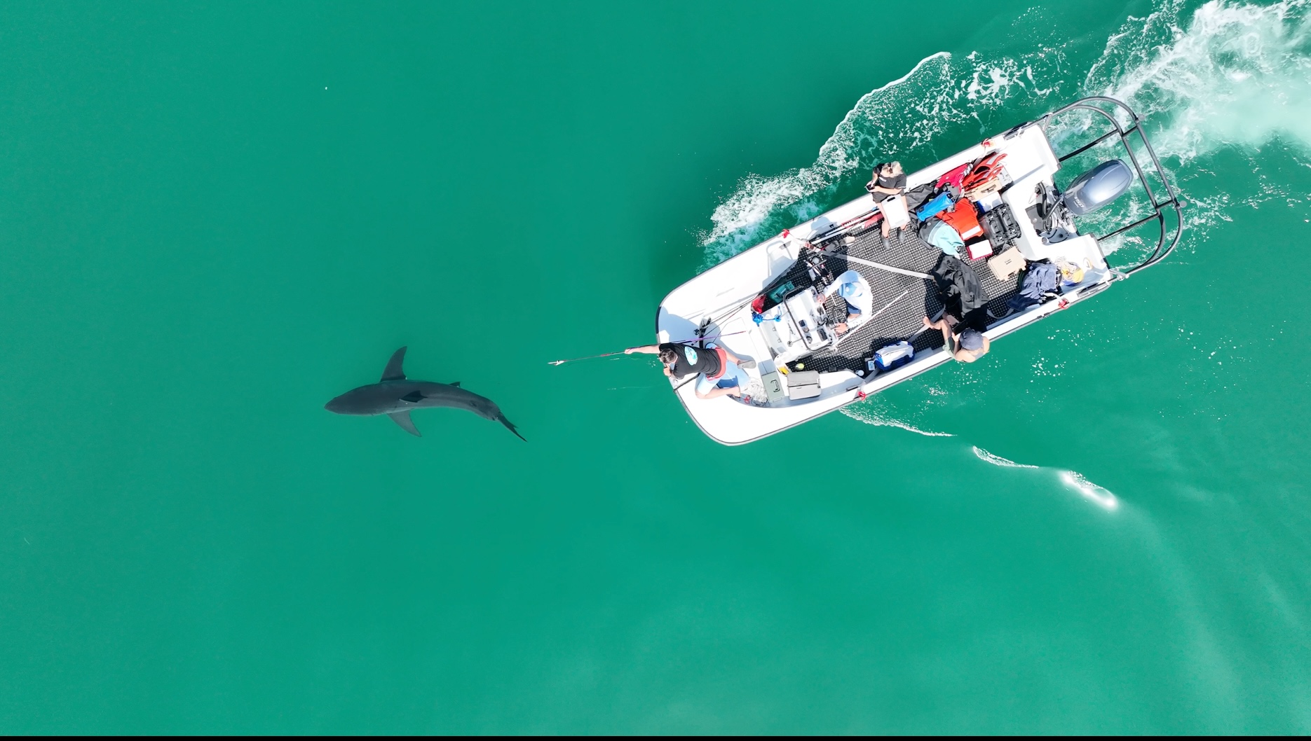 Storm drives partial nursery evacuation by juvenile white sharks