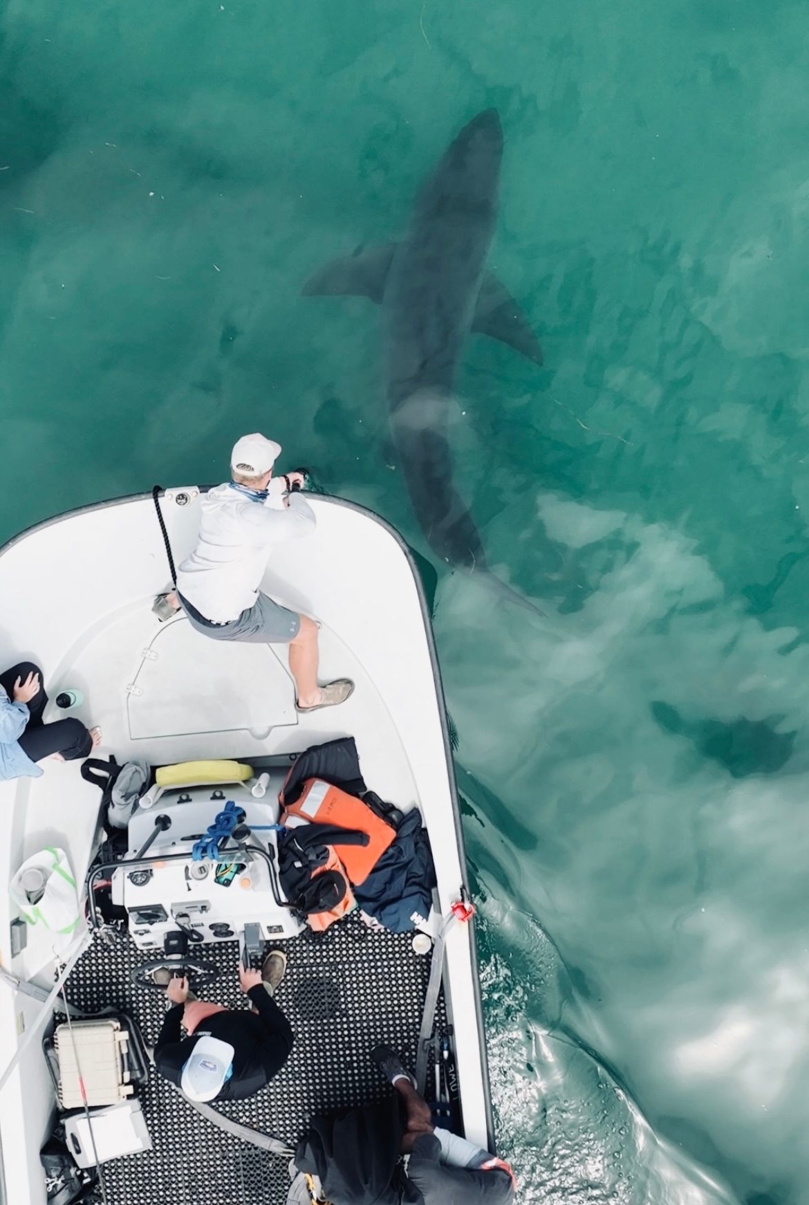 Storm drives partial nursery evacuation by juvenile white sharks