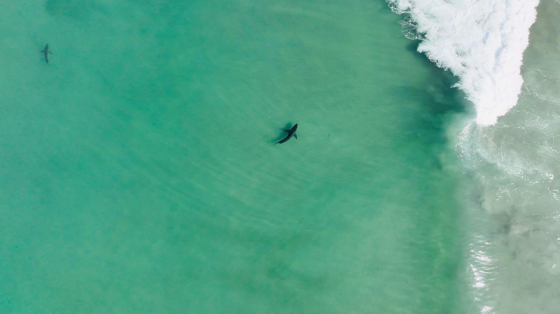 Storm drives partial nursery evacuation by juvenile white sharks