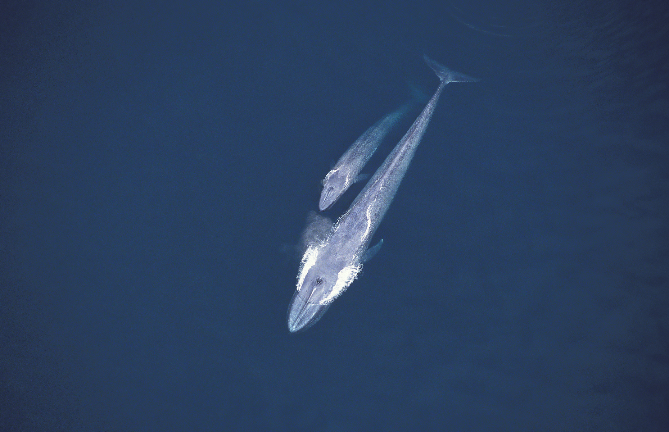 Blue whale mother and calf (Balaenoptera musculus). Aerial view of surfacing pair. Sea of Cortez (Gulf of California), Baja California, Mexico (Pacific coast)