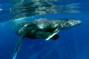 Like any young mammal, cetaceans (here a humpback whale) depend on milk. © Hubert Yann/Getty Images Like any young mammal, cetaceans (here a humpback whale) depend on milk. © Hubert Yann/Getty Images